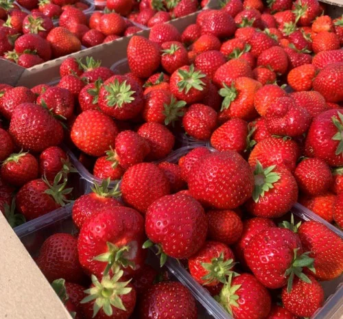 Продам садженці малин та полуниці- фото № 6