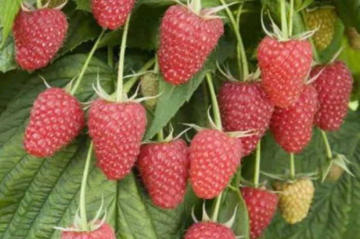 Продам садженці малин та полуниці- фото № 7