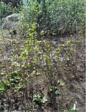 Саженцы черноплодной рябины (аронии) в продаже- фото № 1