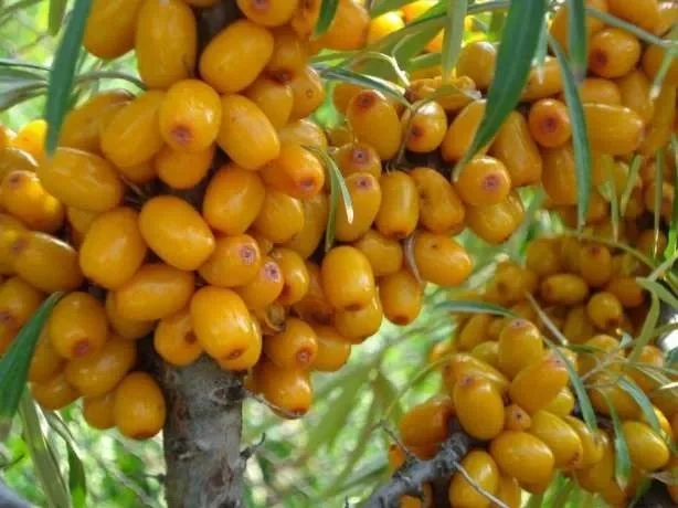 Саженцы облепихи Великан - качественные и продуктивные- фото № 3