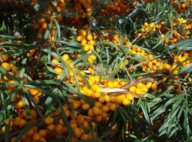 Саженцы облепихи Великан - качественные и продуктивные- фото № 4