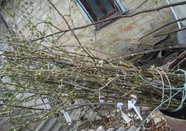 Саженцы облепихи Великан - качественные и продуктивные- фото № 6