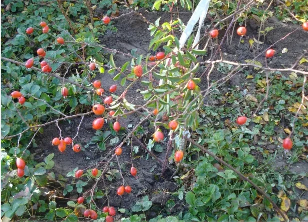 Саджанці шипшини - крупноплідні та високоврожайні- фото № 2