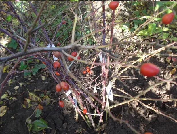 Саджанці шипшини - крупноплідні та високоврожайні- фото № 5