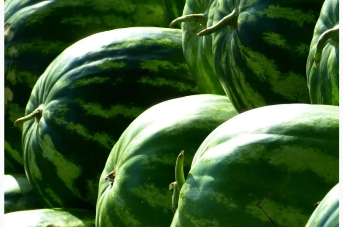 Насіння кавуна Скарб, 1 кг- фото № 1