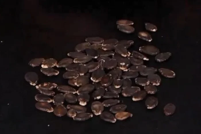 Насіння кавуна Скарб, 1 кг- фото № 2