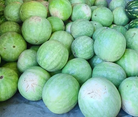 Насіння кавуна Чумак, 1 кг- фото № 2