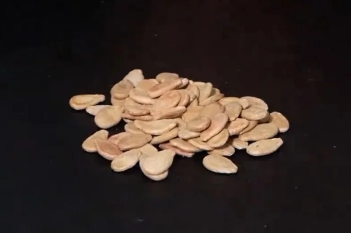 Насіння кавуна Чумак, 1 кг- фото № 3