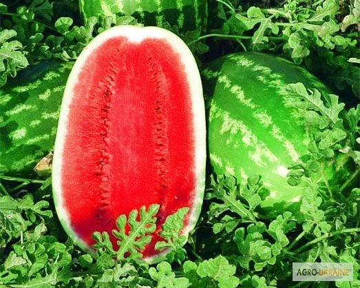 Продам семена Арбуз Триумф F1 (Sais, Италия)- фото № 1