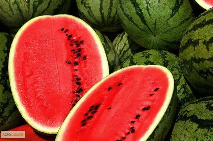 Продам семена Арбуз Антем F1 (Hollar Seeds, США)- фото № 1