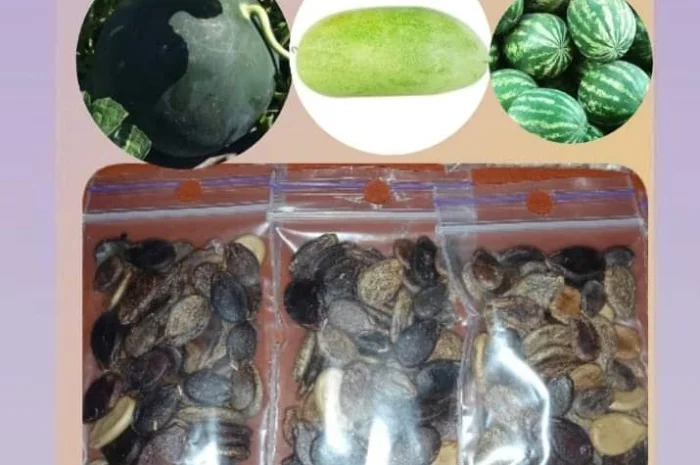 Посадкове насіння кавун- фото № 1