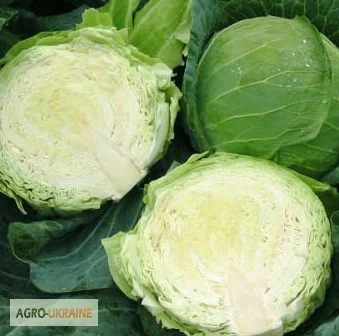 Продам семена ранней капусты белокочанная Этма F1- фото № 1