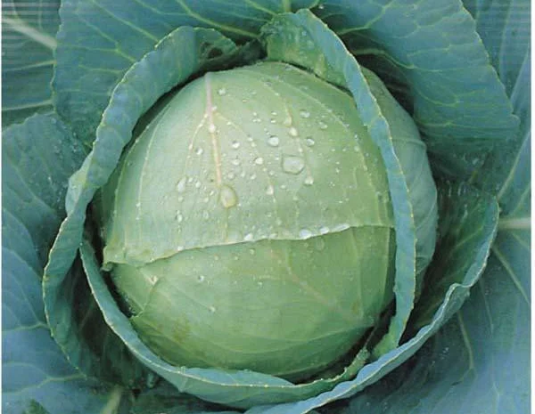 Продам семена Капуста белокочанная поздняя Анкома F1- фото № 1