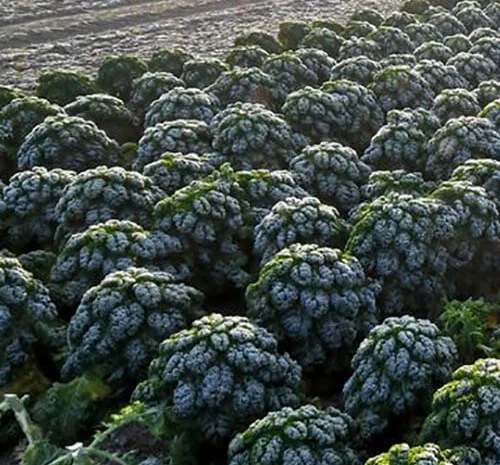 Продам семена капусты Кале Зимний Бремен- фото № 1