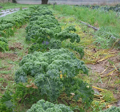 Продам семена капусты Кале Луговой жаворонок- фото № 1