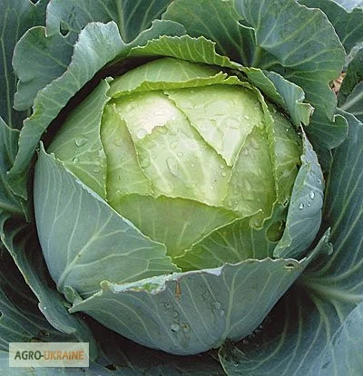 Капуста Амагер- фото № 1