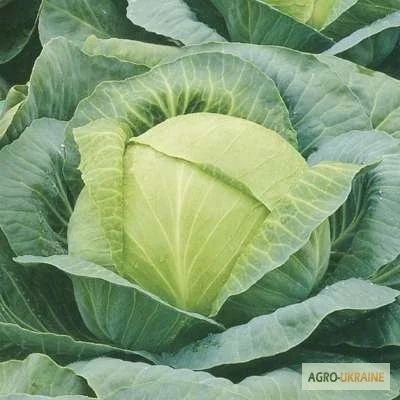 Капуста Харьковская Зимняя- фото № 1
