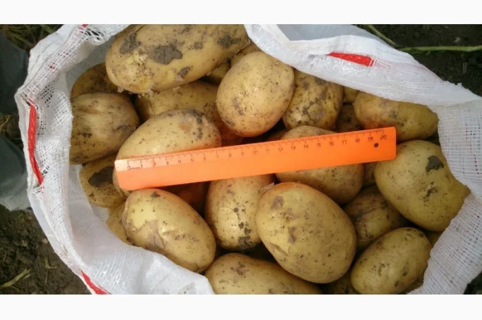 Закупівля борщового набору, товарний картопля 3000 тонн- фото № 2