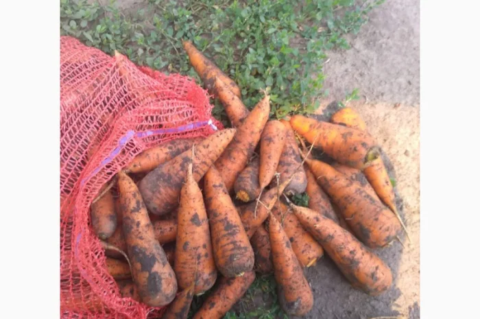Закупівля борщового набору, товарний картопля 3000 тонн- фото № 6