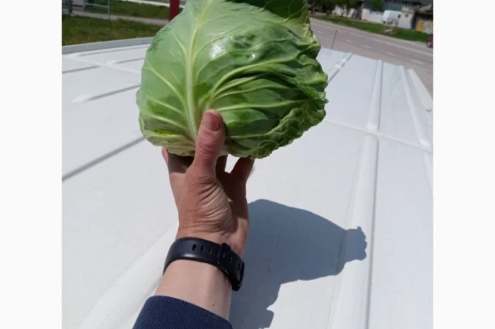 Овоще хранилище закупает борщевой набор. От фермеров и менеденжеров с 20 тонн- фото № 7