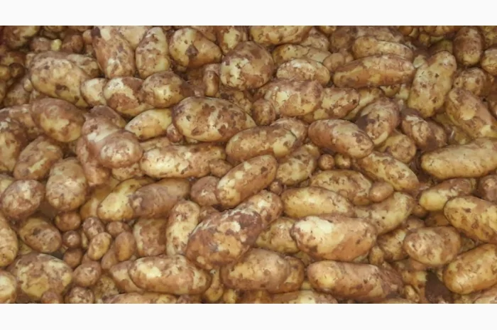 Продам овощи, цитрус и ягоды от поставщика с Греции- фото № 12