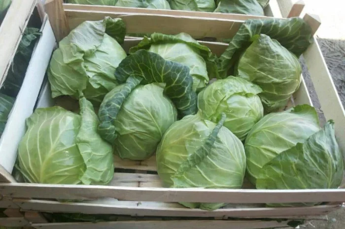 Продам овощи, цитрус и ягоды от поставщика с Греции- фото № 4