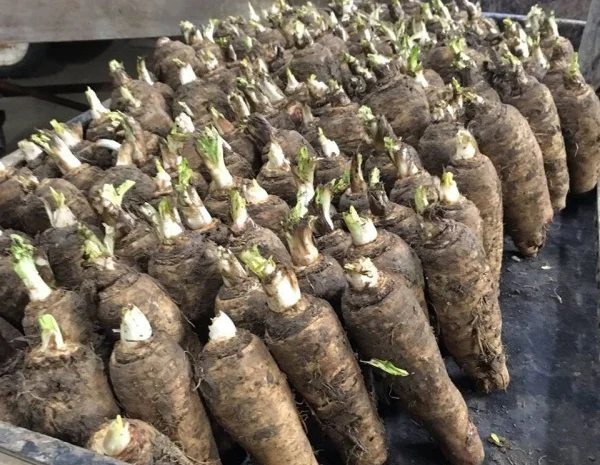 Куплю корінь цикорія- фото № 1