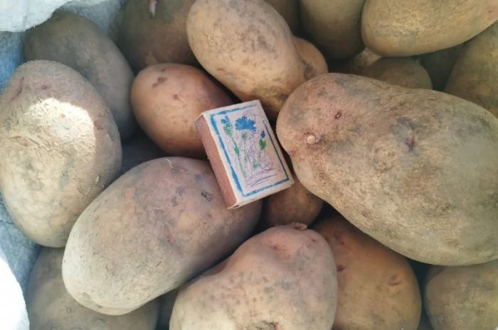 Продам картоплю, буряки червоні- фото № 1