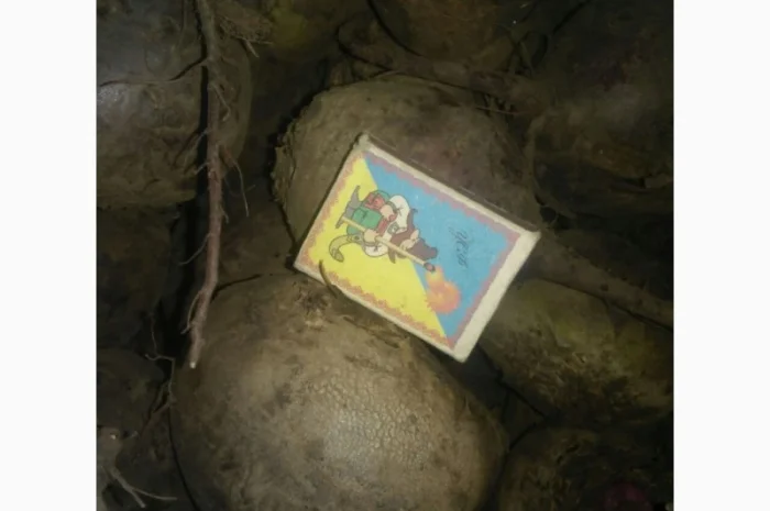 Продам картоплю, буряки червоні- фото № 2