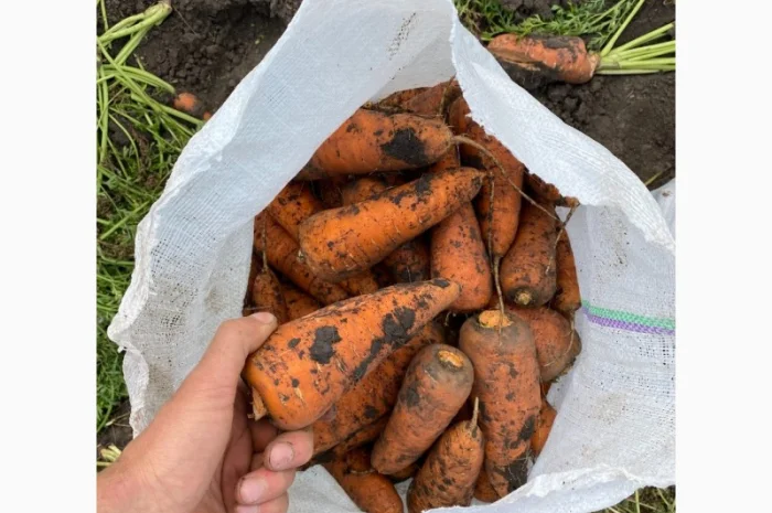 Продажа моркови и лука от поставщика, объем от 10 тонн- фото № 2