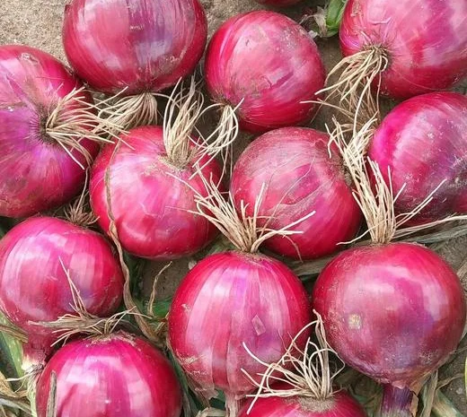 Продажа овощей и фруктов от китайского поставщика – от 20 тонн- фото № 18