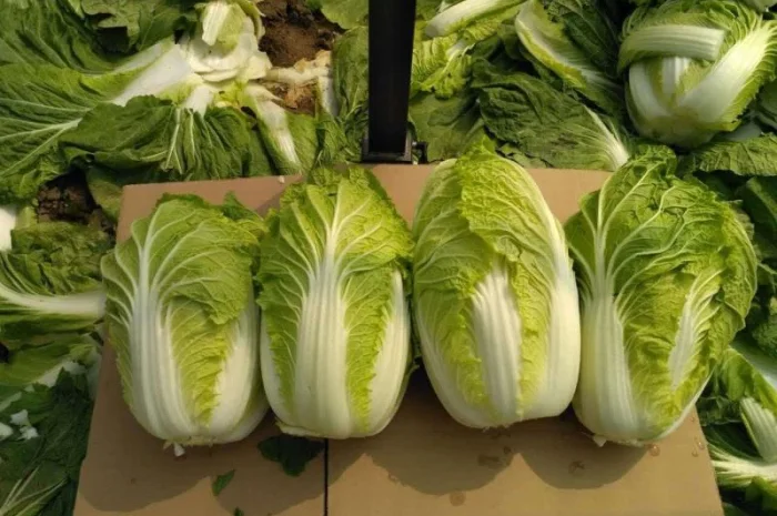 Продажа овощей и фруктов от китайского поставщика – от 20 тонн- фото № 17