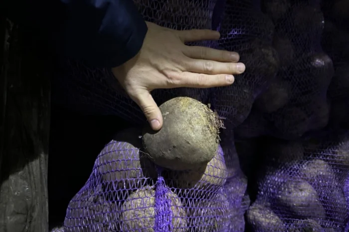 Куплю Картофель Морковь, Капусту, Буряк, Лук для бюджета с НДС- фото № 1