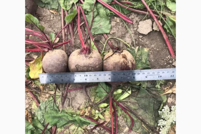 Продаємо моркову, цибулю, капусту, буряк, картоплю з доставкою від 1 тони- фото № 8