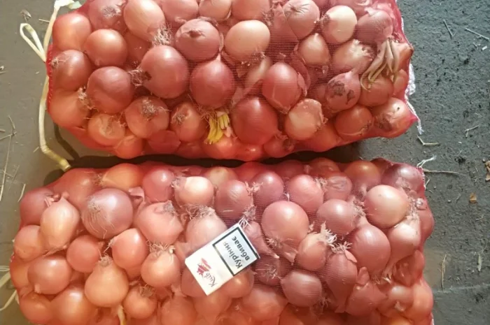 Продаємо моркову, цибулю, капусту, буряк, картоплю з доставкою від 1 тони- фото № 2