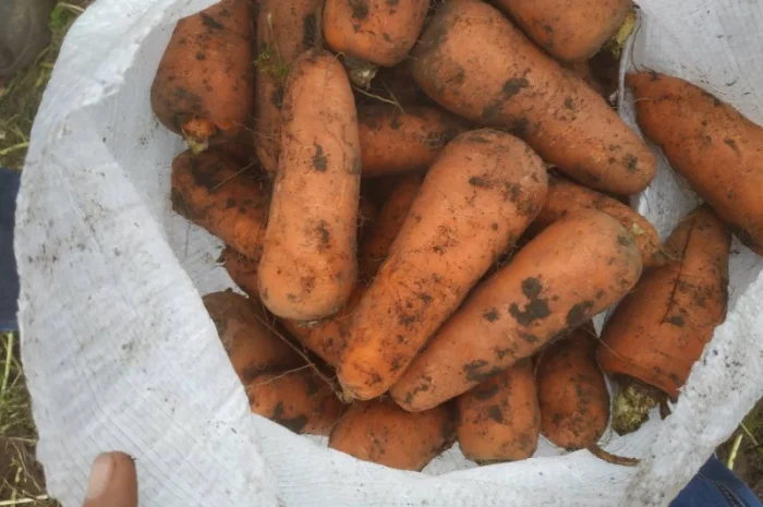 Продаємо моркову, цибулю, капусту, буряк, картоплю з доставкою від 1 тони- фото № 1