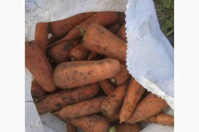 Продаємо моркову, цибулю, капусту, буряк, картоплю з доставкою від 1 тони- фото № 6