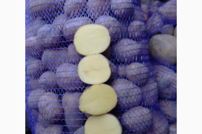 Продаємо моркову, цибулю, капусту, буряк, картоплю з доставкою від 1 тони- фото № 5