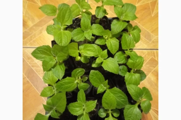 Якон. Розсада якону- фото № 1