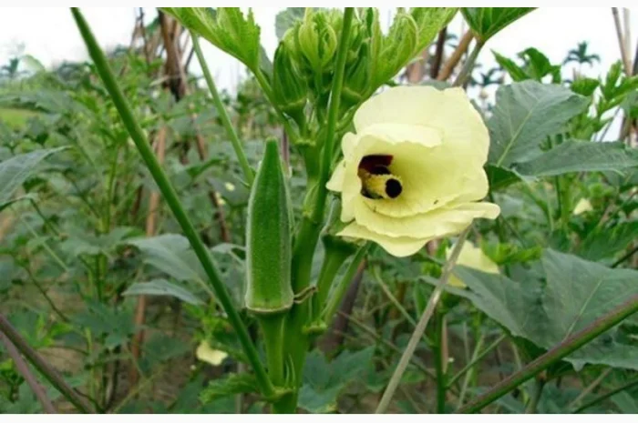 Семена бамии- фото № 1