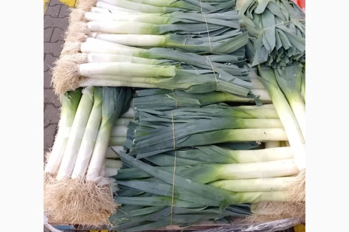 Продам лук-порей- фото № 1