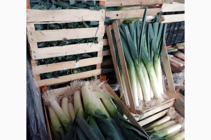 Продам лук-порей- фото № 2