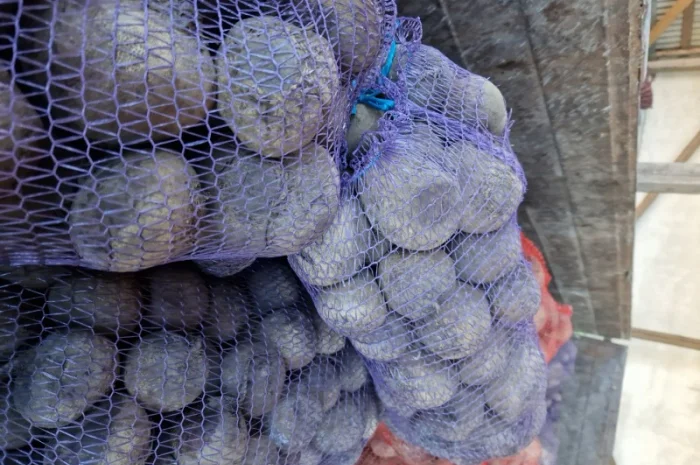 Продаж буряка, капусти та моркви. Опт- фото № 1