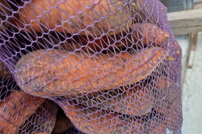 Продаж буряка, капусти та моркви. Опт- фото № 2