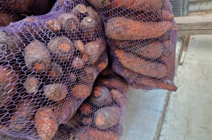 Продаж буряка, капусти та моркви. Опт- фото № 3