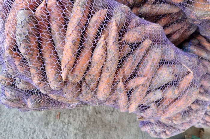 Продаж буряка, капусти та моркви. Опт- фото № 5