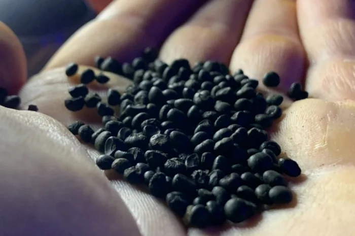 Насіння Аспаргусу Спаржа не гібрид- фото № 1