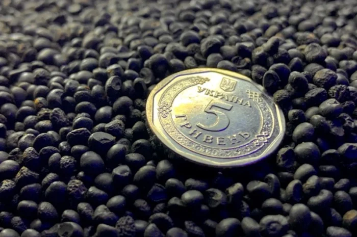 Насіння Аспаргусу Спаржа не гібрид- фото № 2