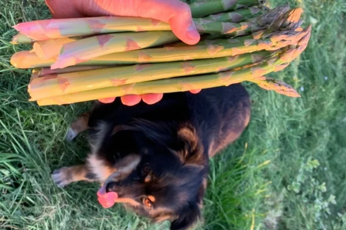 Насіння Аспаргусу Спаржа не гібрид- фото № 3