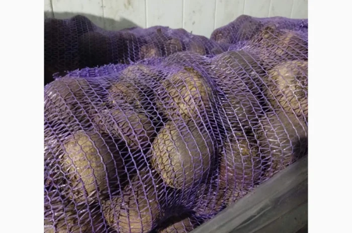 Продам овощи, морковка, буряк, лук, капуста- фото № 2